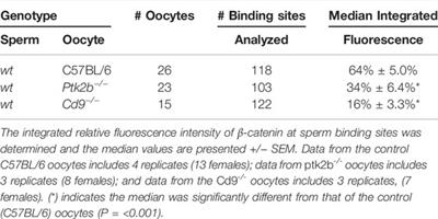 Signaling Proteins Recruited to the Sperm Binding Site: Role of β-Catenin and Rho A